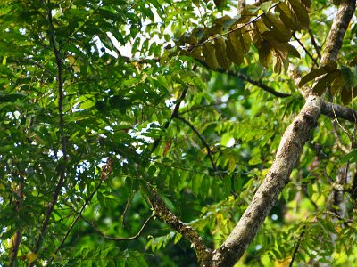Flying lemur